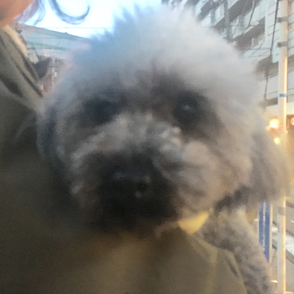 【今日の里帰りワンコ🐶マルチーズのブー➡ルディ君💕、トイプードルのフゥちゃん💕】
